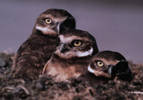 owl family potrait