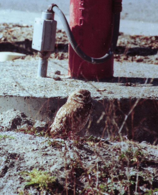 owl by hydrant