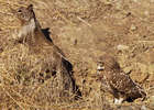 squirrils and owls